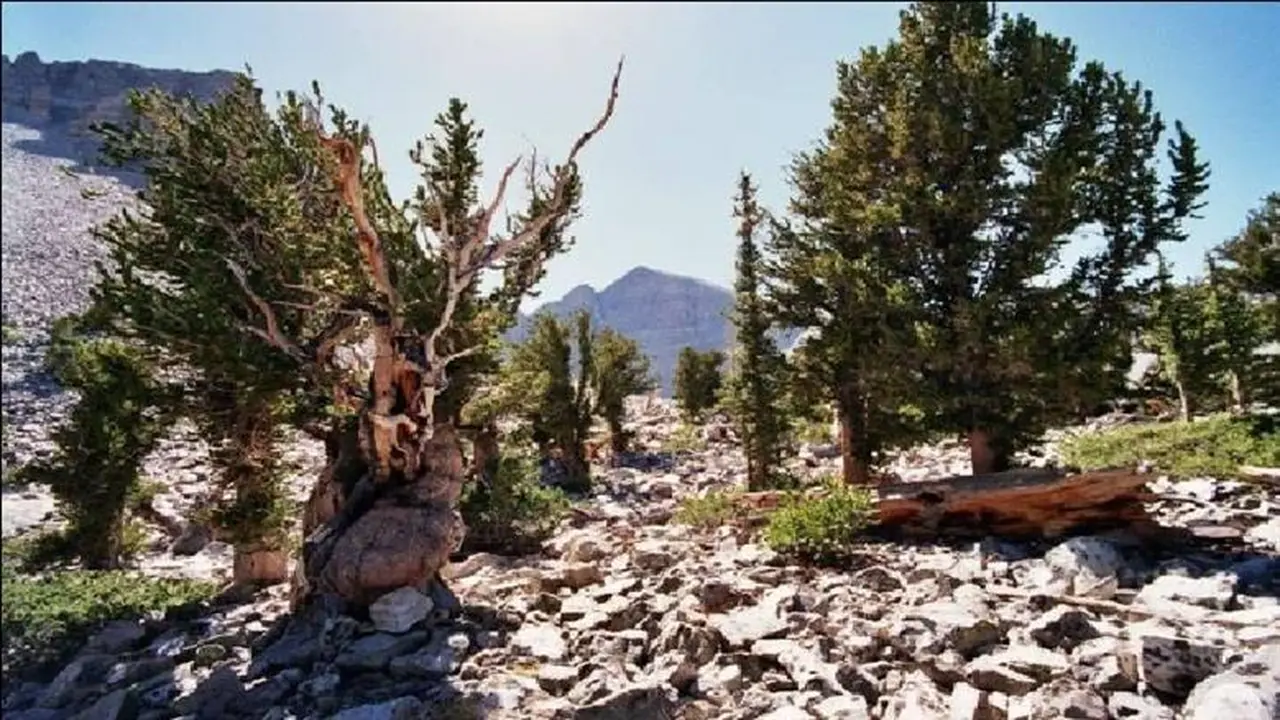 أقدم شجرة في العالم تُقطع بسبب خطأ علمي.. أثر كارثي على التراث البيئي عمره 5000 عام